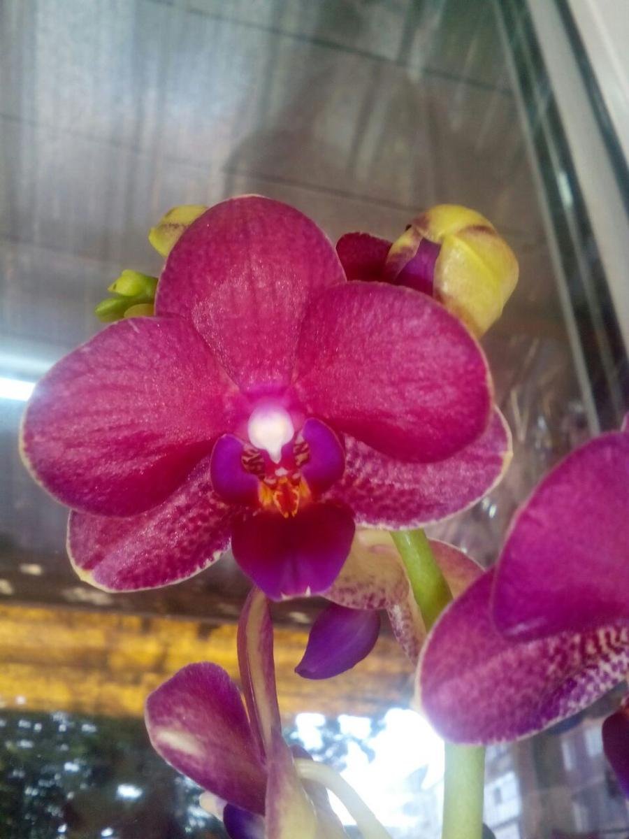 Орхидея мультифлора саммер Сонг