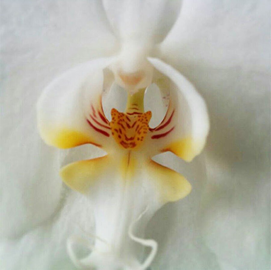 Орхидея белый ангел