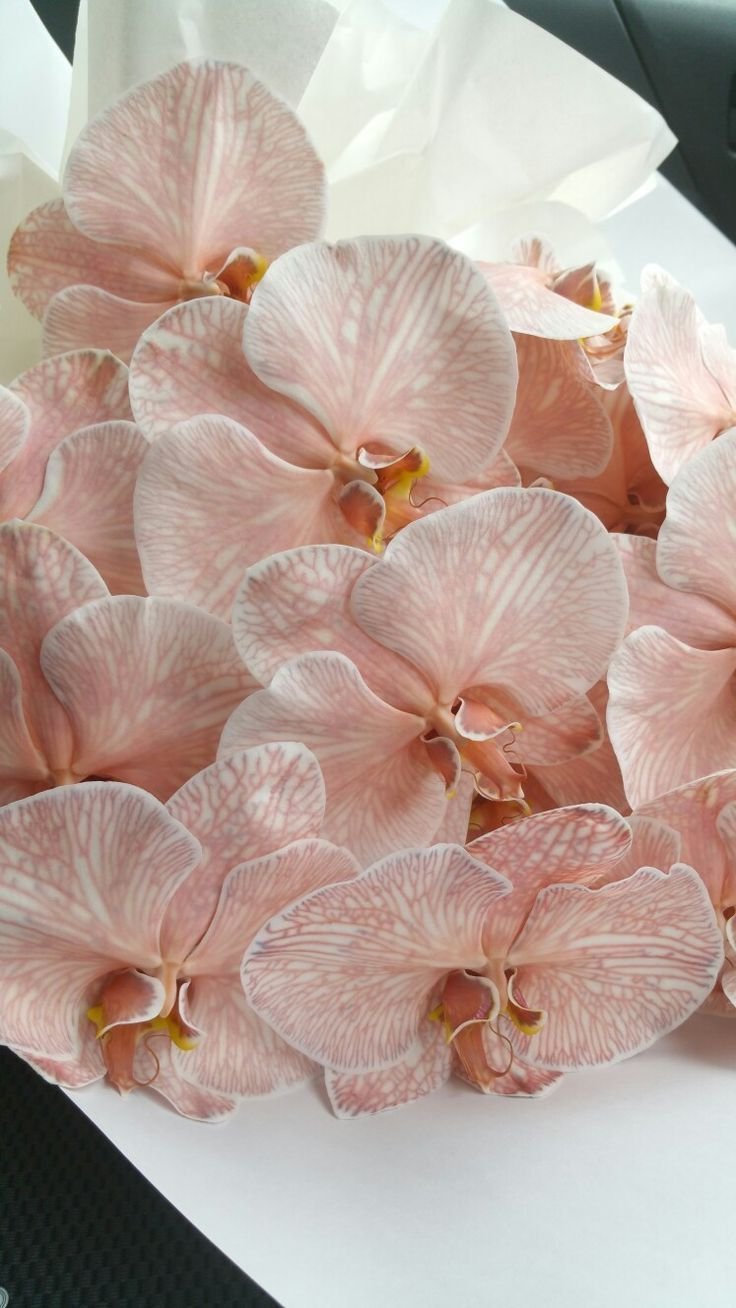 Орхидея фаленопсис Королевский кремовый