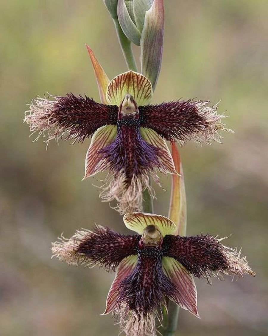 Бородатая Орхидея