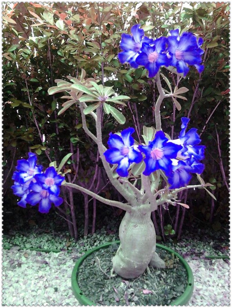Адениум Desert Rose синий цветок