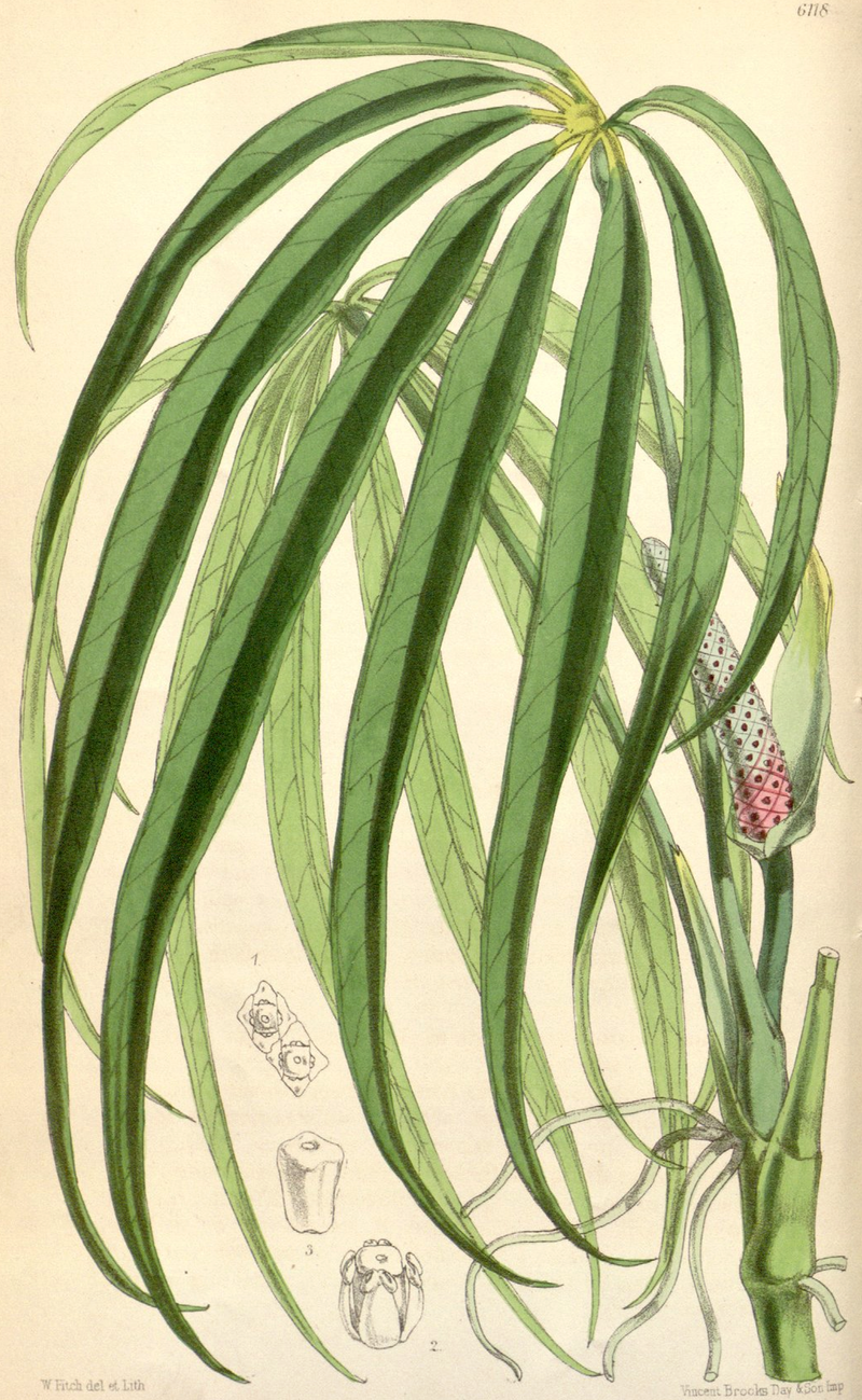 Антуриум пятилопастной Anthurium pentaphyllum