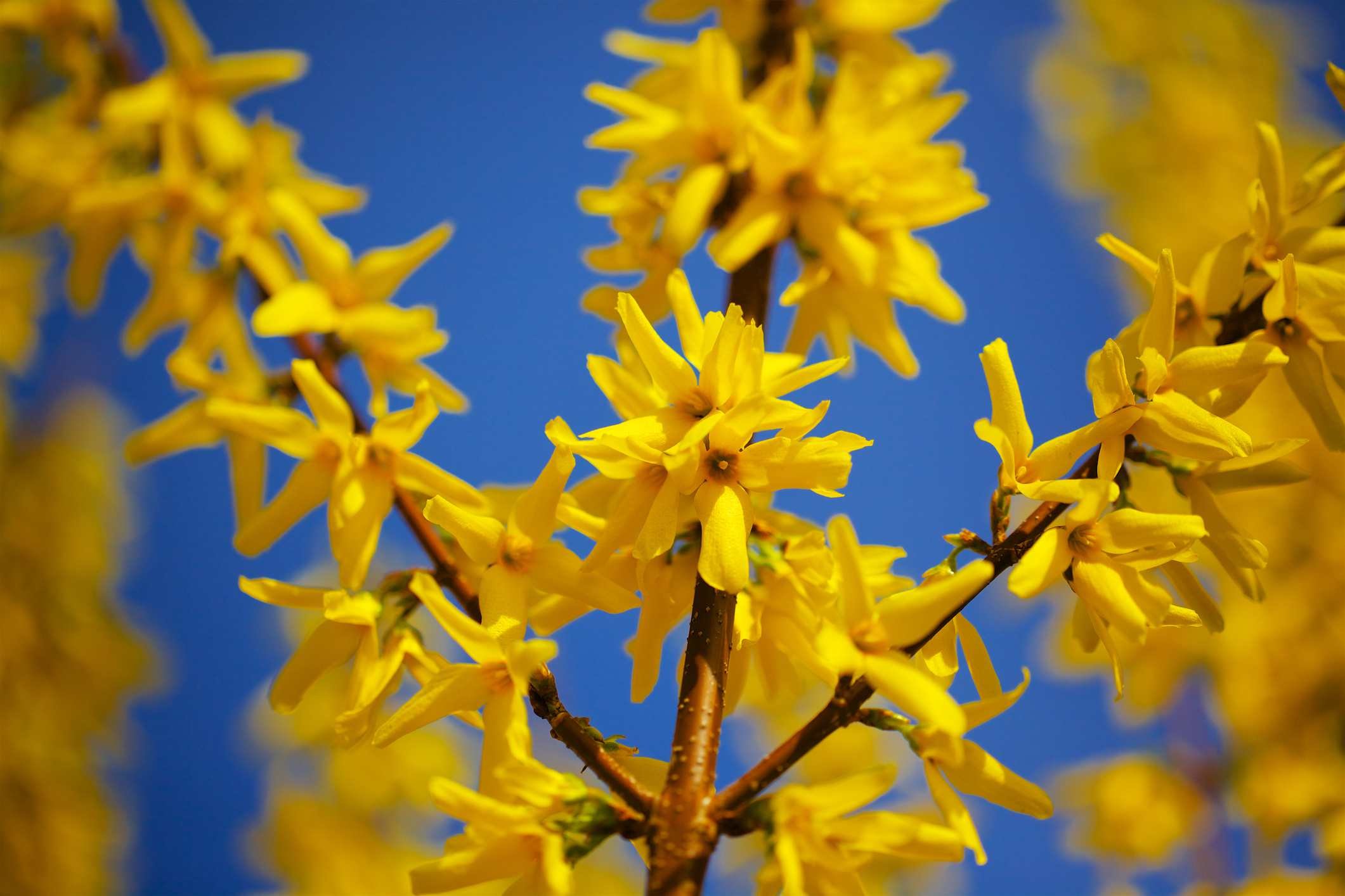 Желтый кустарник название цветущий весной фото. Форзиция. Форзиция пониклая. Форзиция керрия.