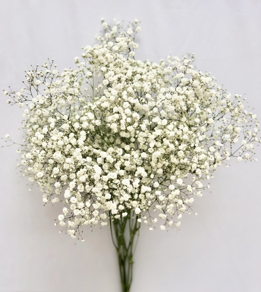 Мелкие белые цветочки для украшения букетов