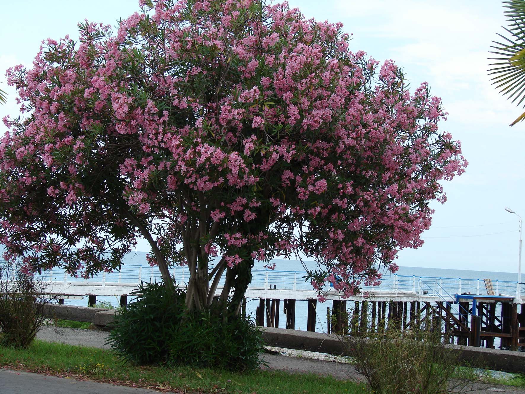 Розовое дерево в сочи. Куст Олеандр Сочи. Дерево Олеандр в Турции. Растения Абхазии олеандра. Южный кустарник Олеандр.