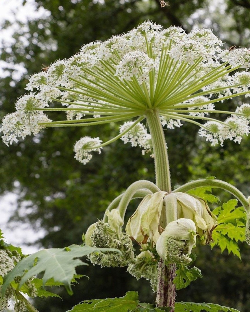 Растение с белыми цветами зонтиками