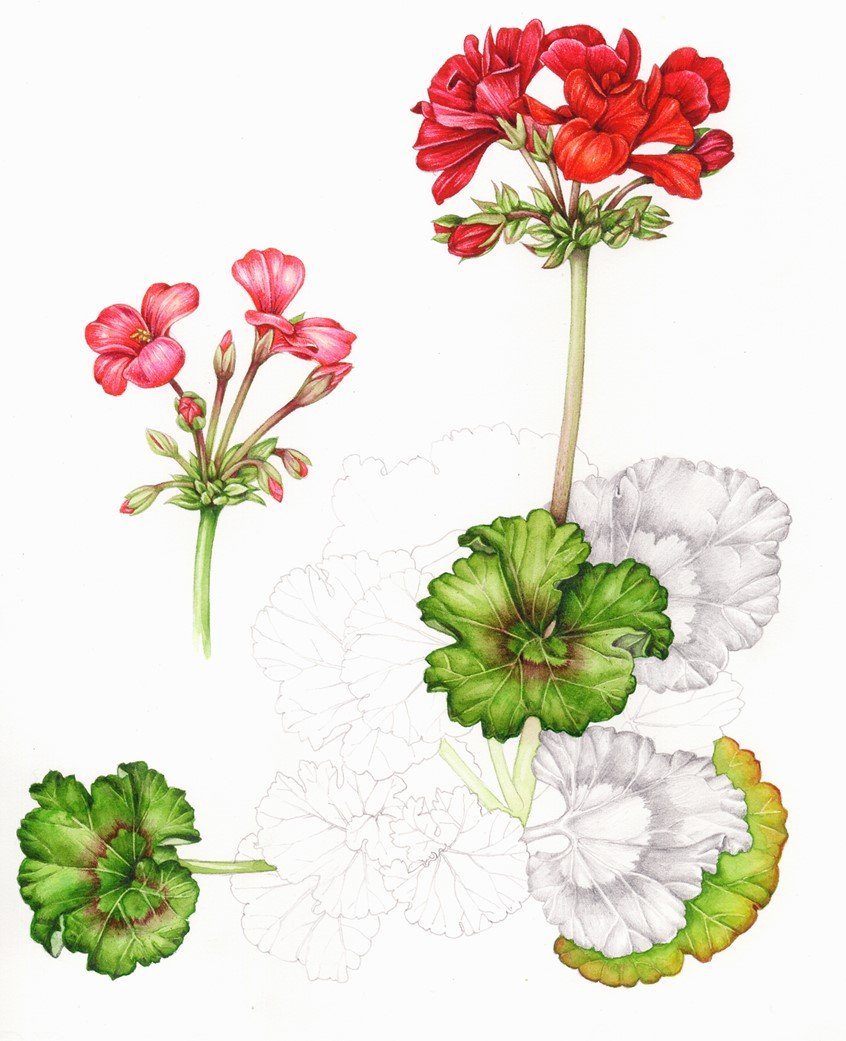 Пеларгония зональная Ботаническая иллюстрация