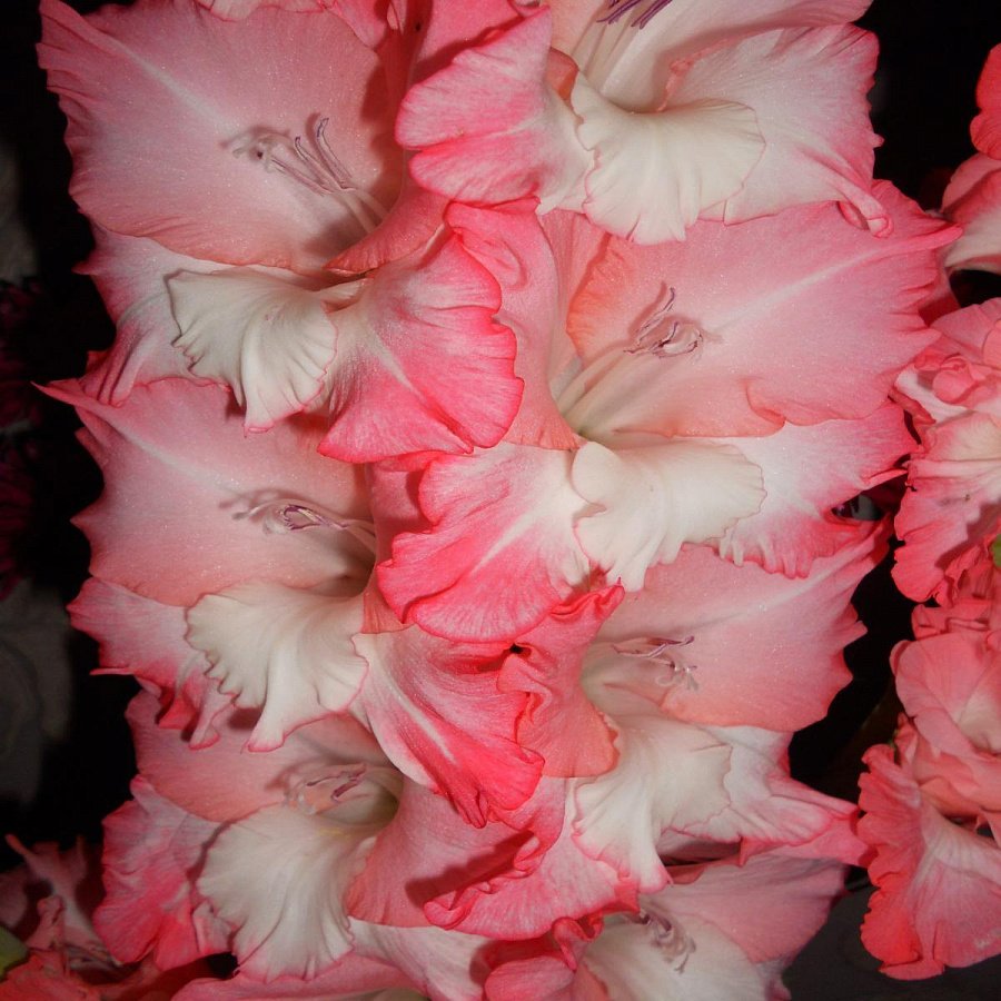 Гладиолус гибридный (Gladiolus 'Apollo')