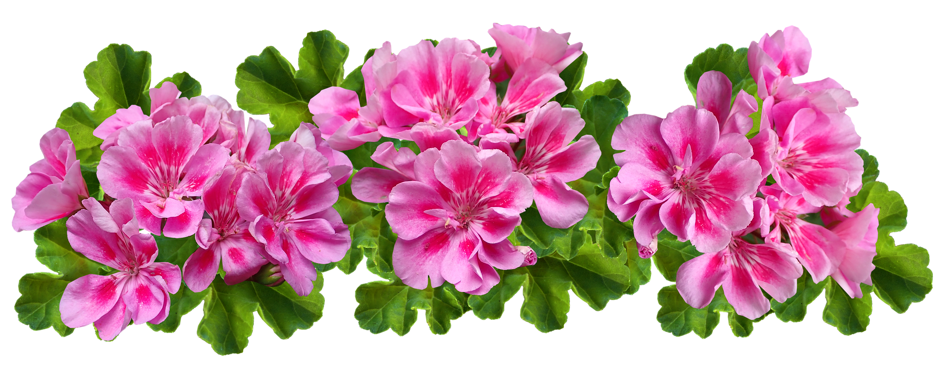 Пеларгония Королевская. Пеларгония Dibbinsdale. Пеларгония Cerise Carnation. Пеларгония Radens Pink.