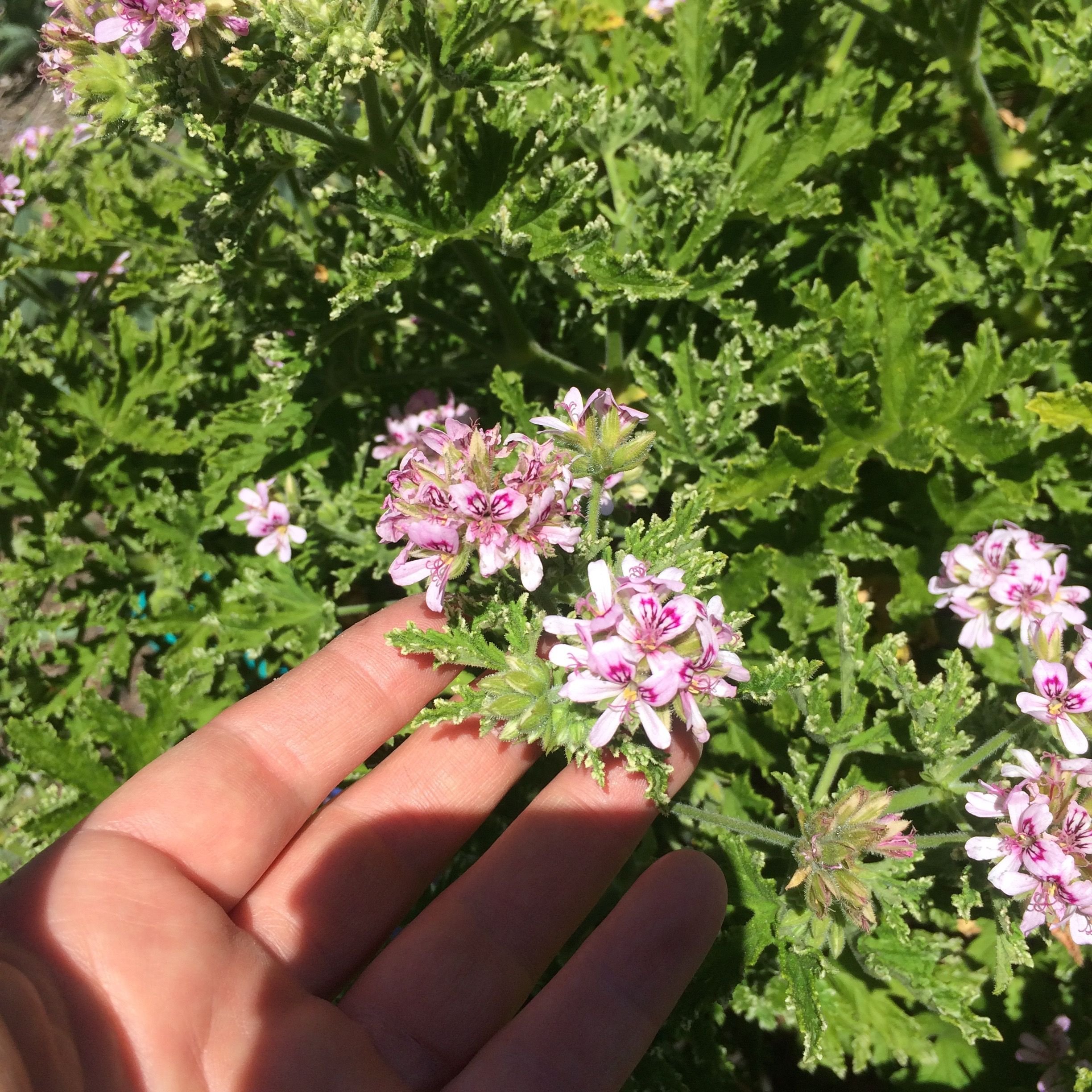 Герань кудрявая. Пеларгония graveolens Bontrosai. Герань Pelargonium graveolens. Душистая пеларгония Bontrosai. Герань graveolens CV Bontrosai.