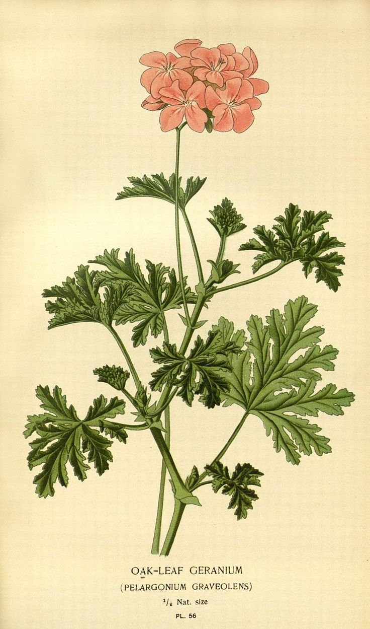 Герань (Pelargonium graveolens)