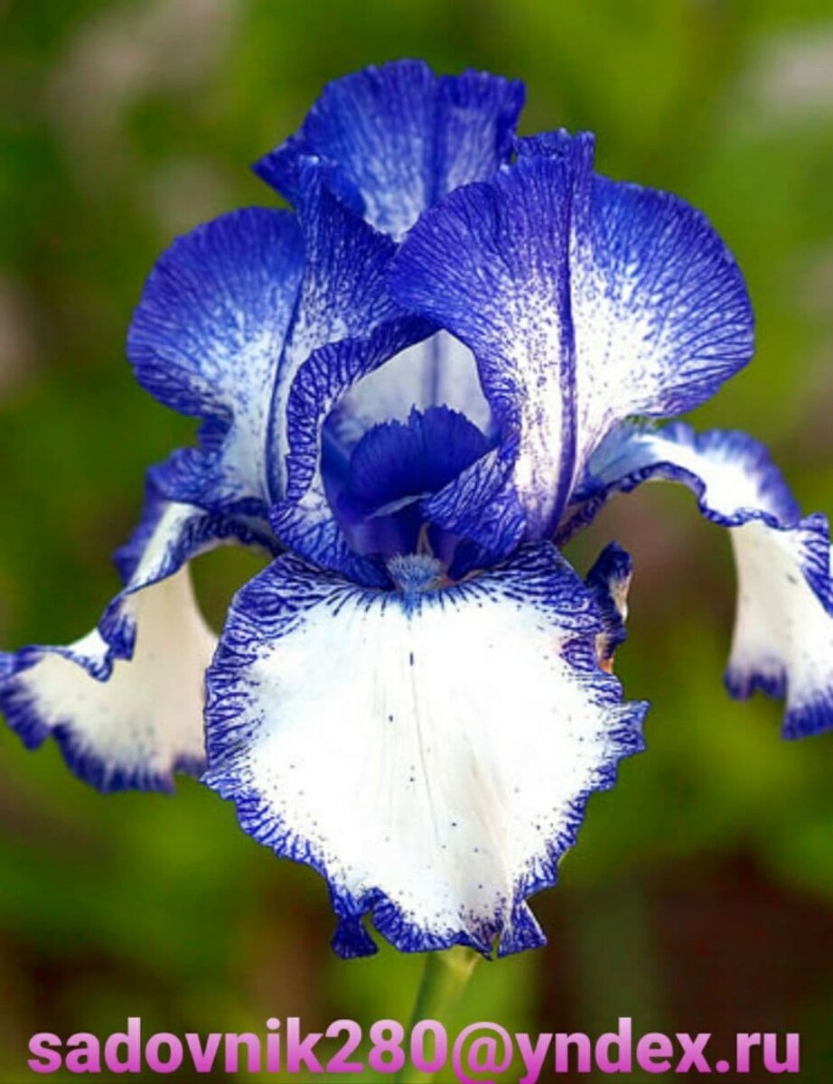 Цветы в голубых тонах Ирис