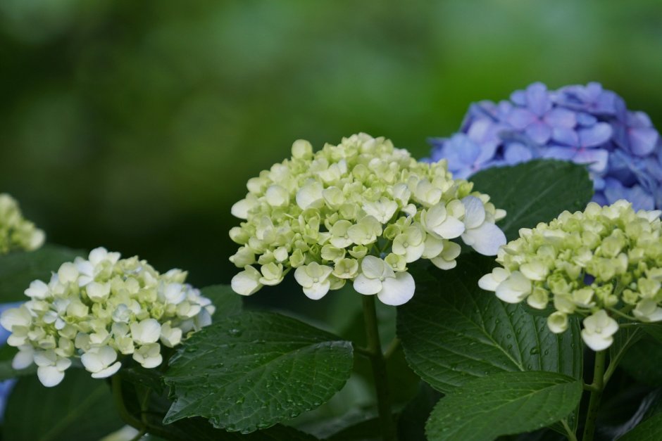 Гортензия Viburnum farreri