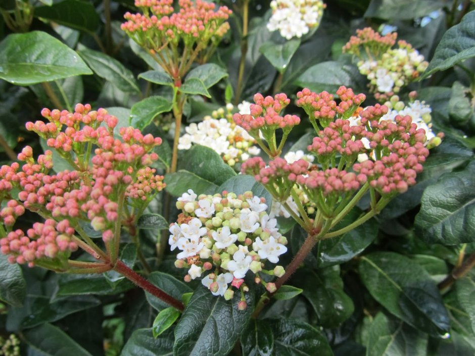 Viburnum lucidum цветок