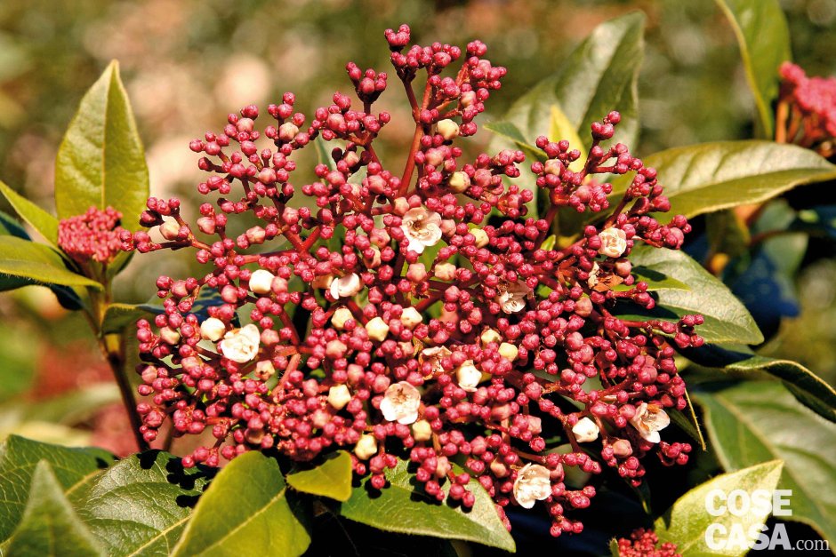 Viburnum Tinus