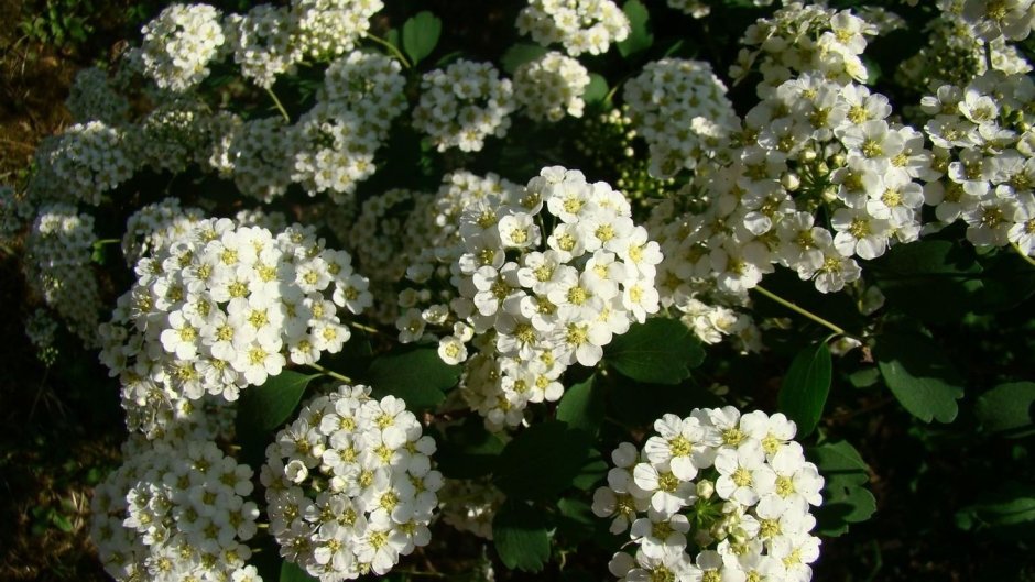 Evergreen Candytuft Bush растение