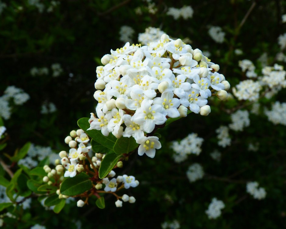 Viburnum obovatum