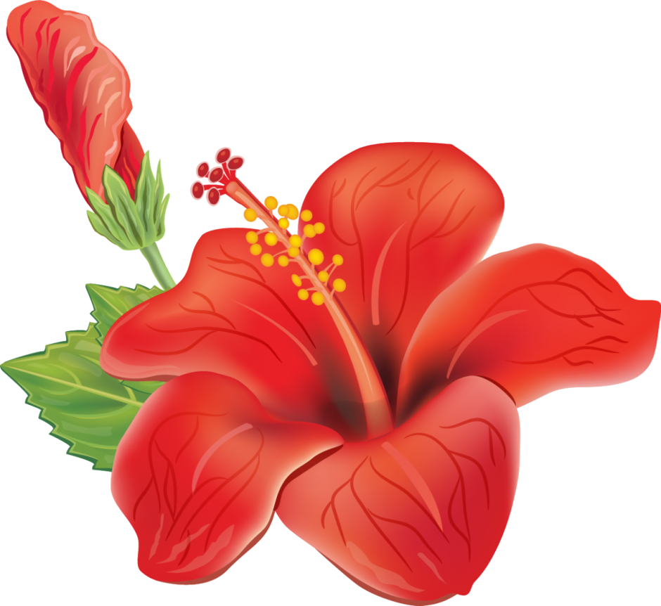 Гибискус Аленький цветочек