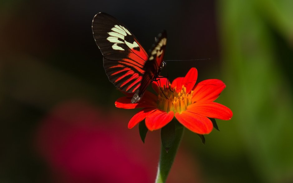 Бабочка на Красном цветке
