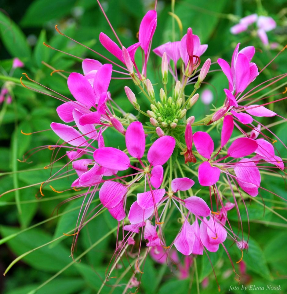 Клеома колючая Cleome spinosa