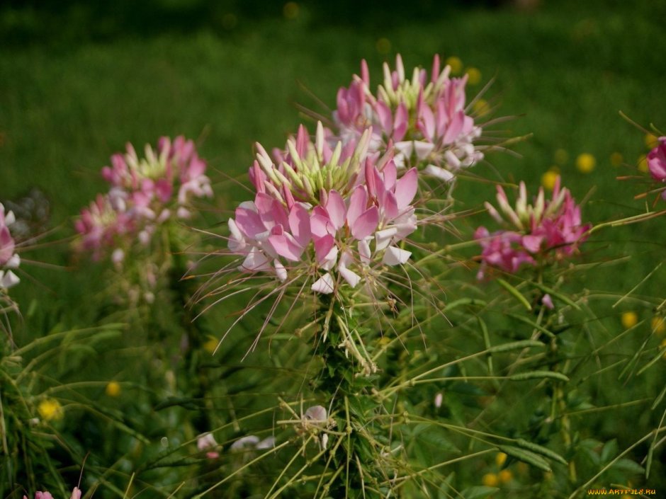 Клеома колючая Cleome spinosa Jacq.