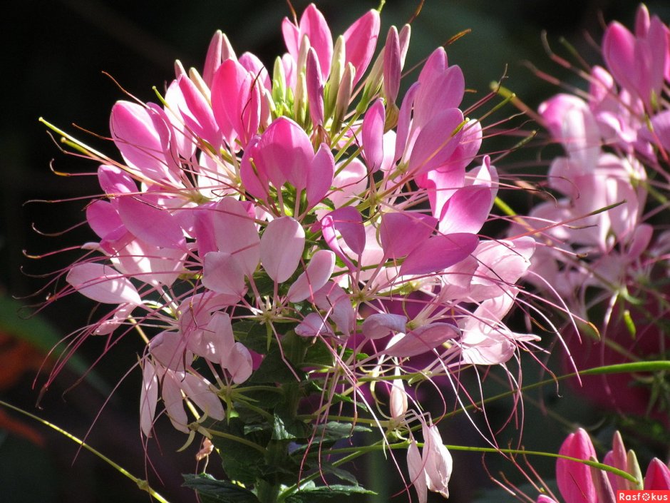 Клеома колючая Cleome spinosa