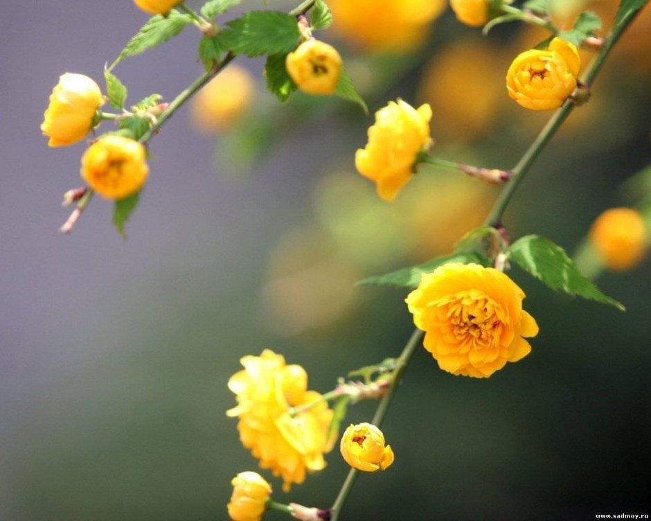 Желтые цветочки на веточке