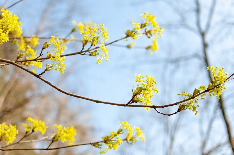 Весенние желтые цветы на дереве