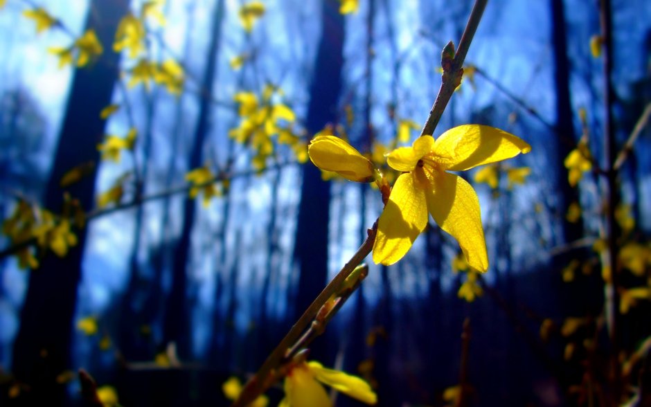 Желтые весенние цветы в лесу