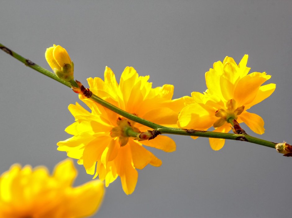 Желтые цветы весенние на веточке