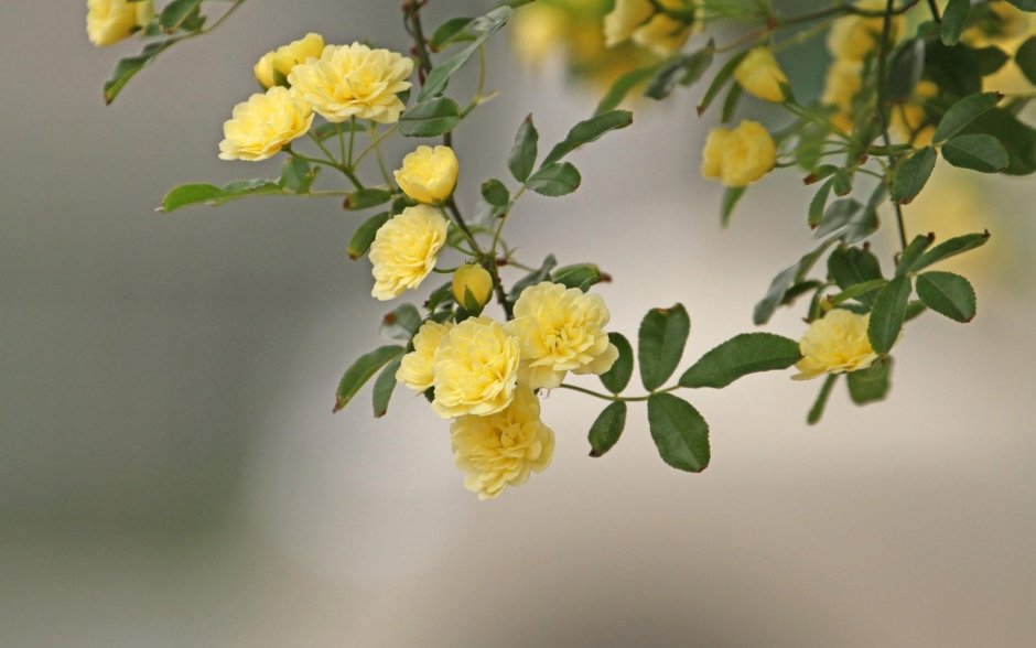 Желтые кустовые розы
