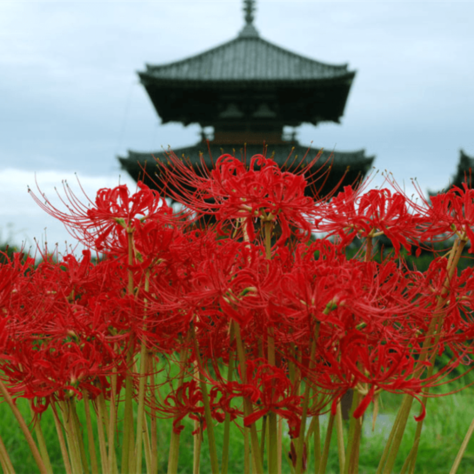 Красные цветы в Японии для украшения храмов