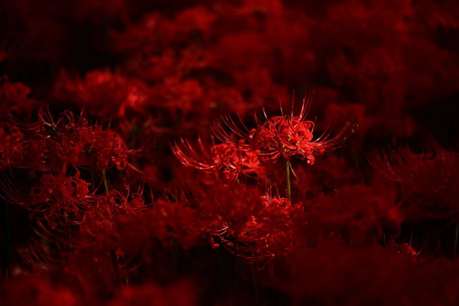 Японские цветы смерти