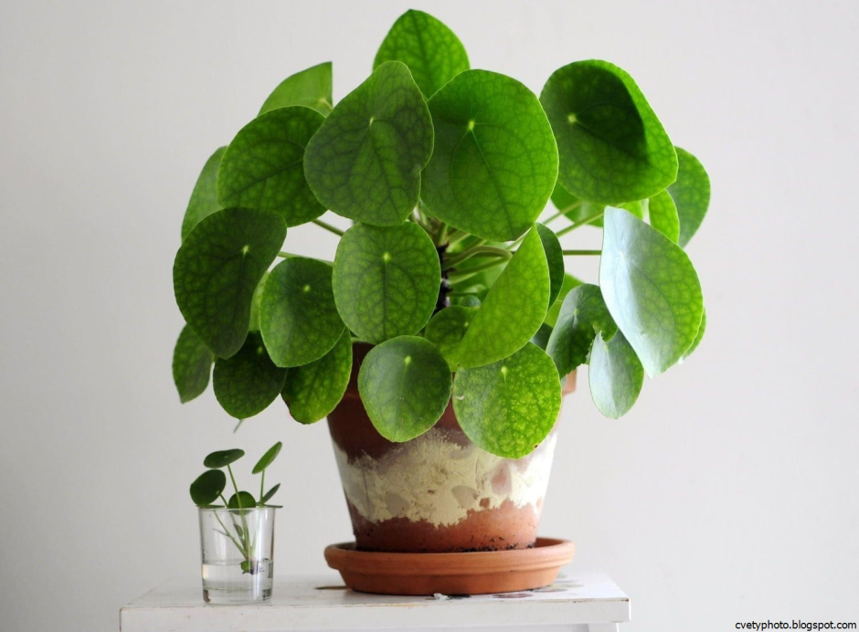 Пилея peperomioides