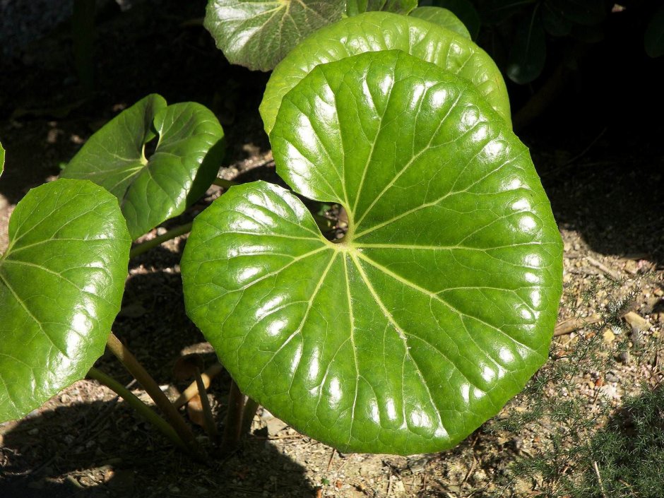 Растение с круглыми листьями