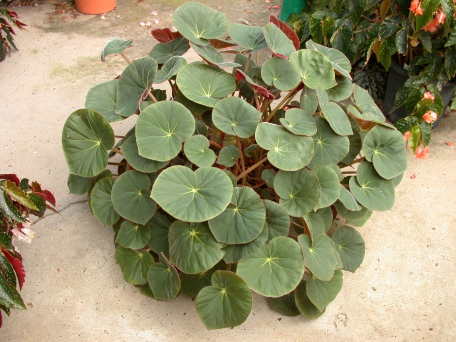 Begonia acetosa