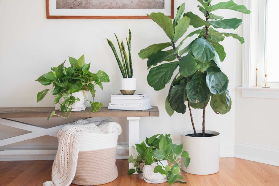 Air Purifying houseplants