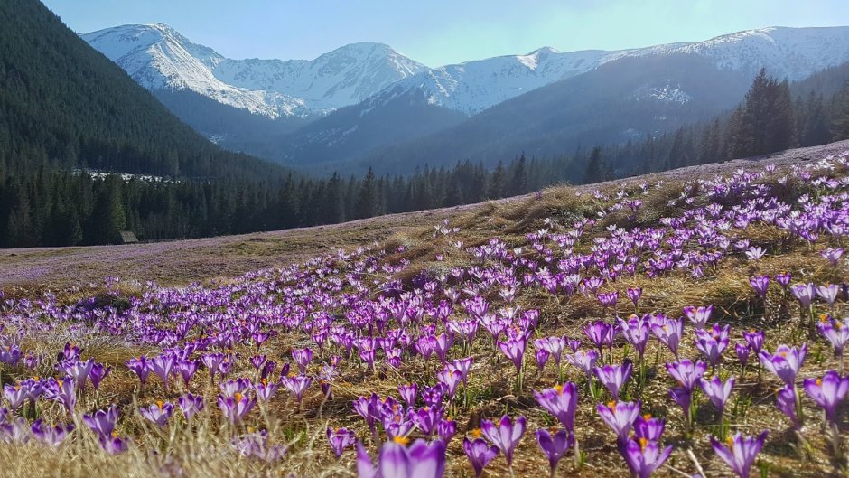 Подснежники Заилийский Алатау