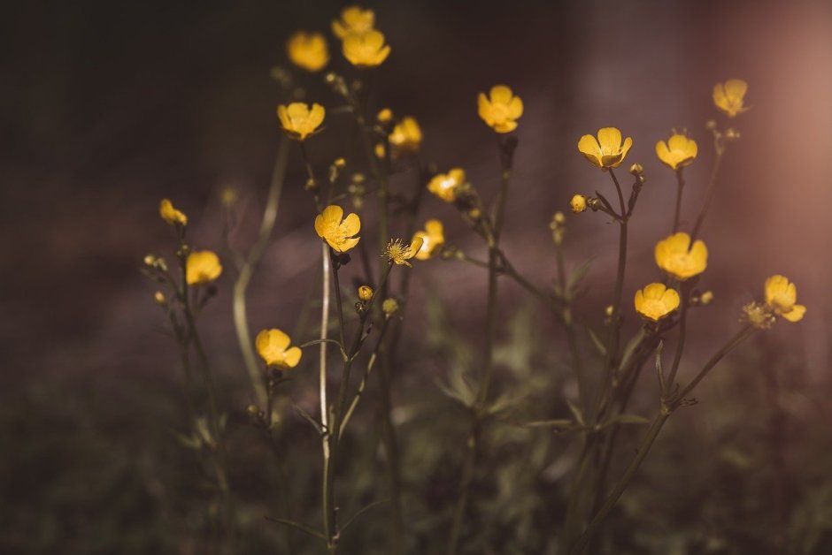 Желтые цветы лютики