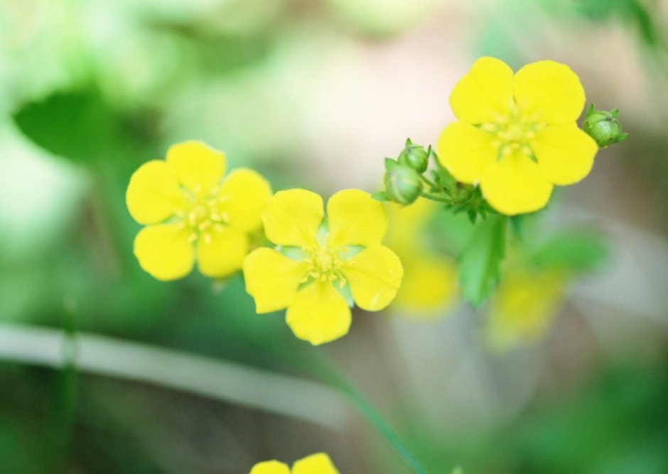 Желтый цветок с пятью лепестками