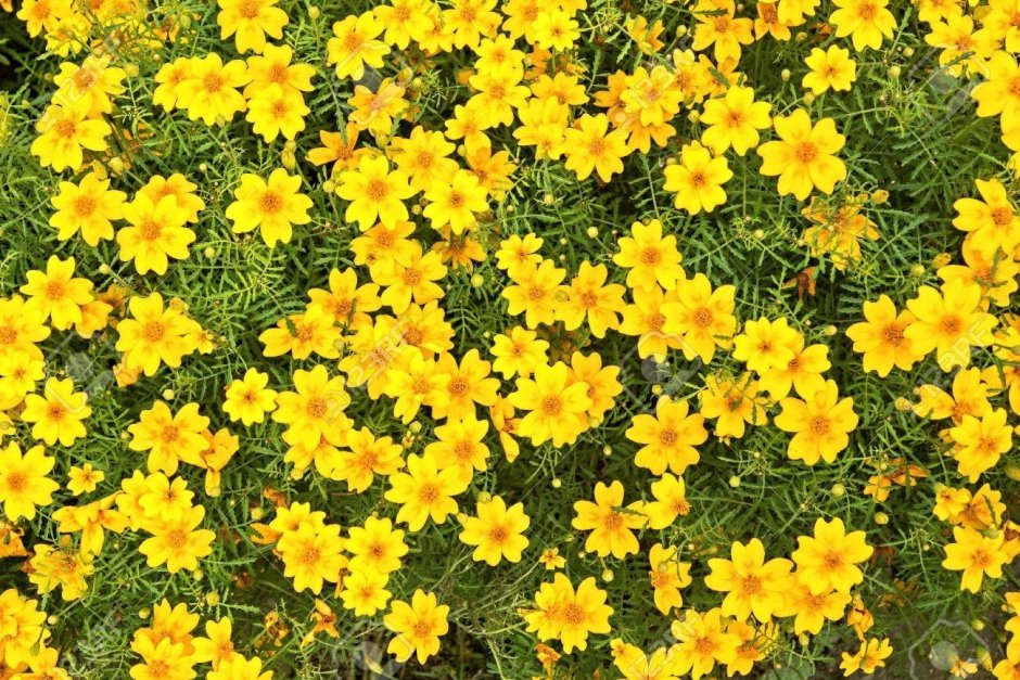 Маленькое растение с желтыми цветочками
