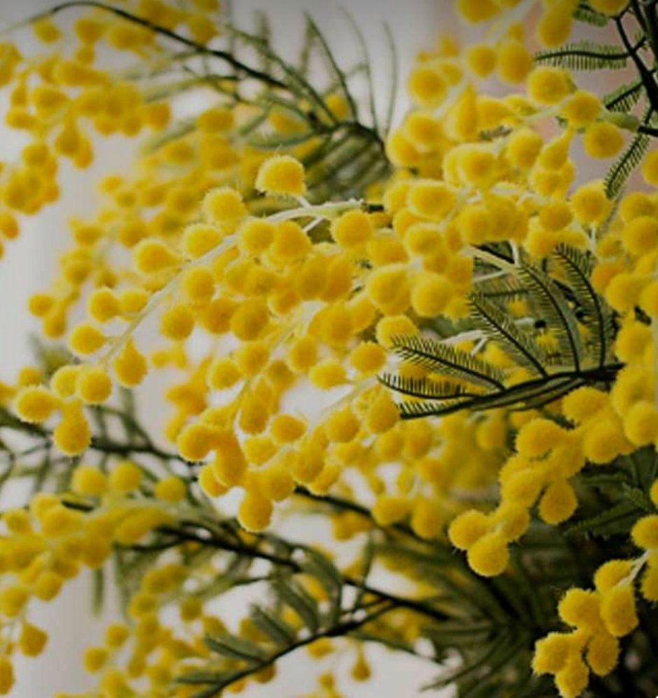 Веточки с желтыми цветами