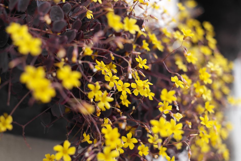 Цветок с маленькими желтыми цветочками