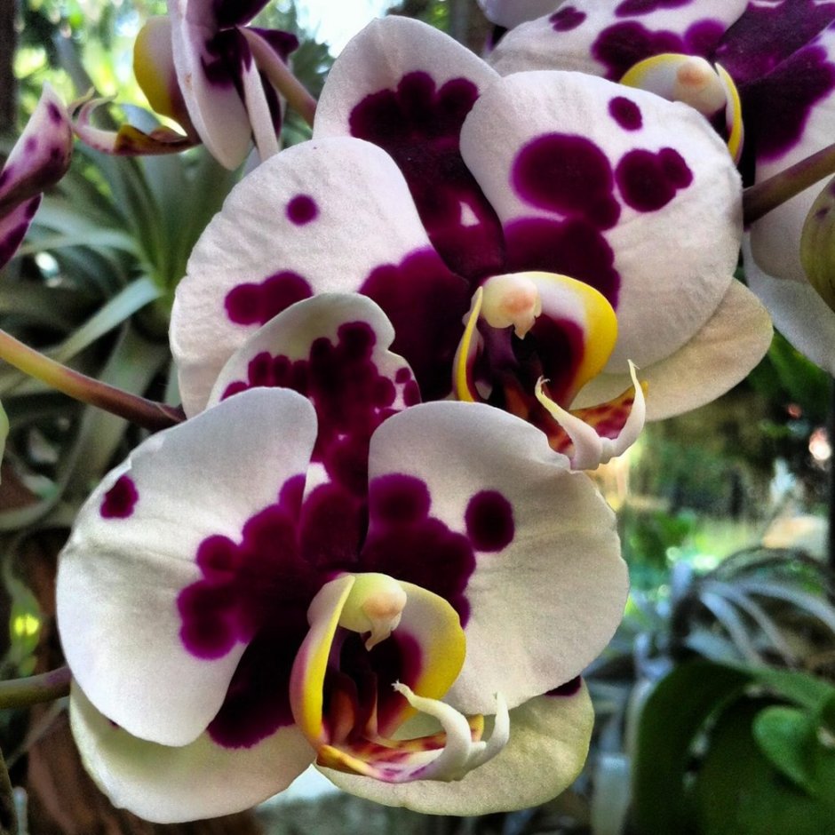 Орхидея Phalaenopsis Panda