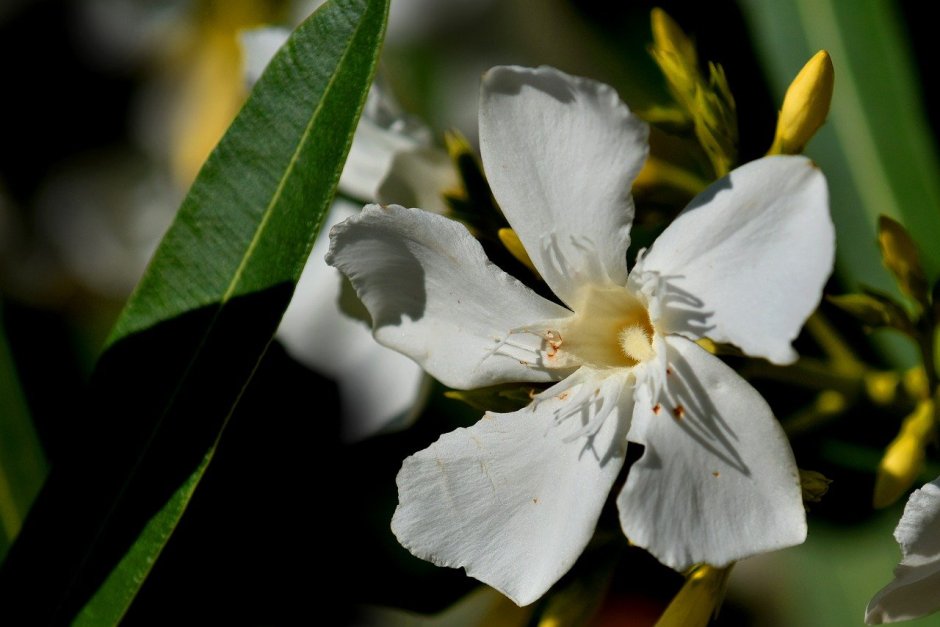 Белый Олеандр цветок ядовитый