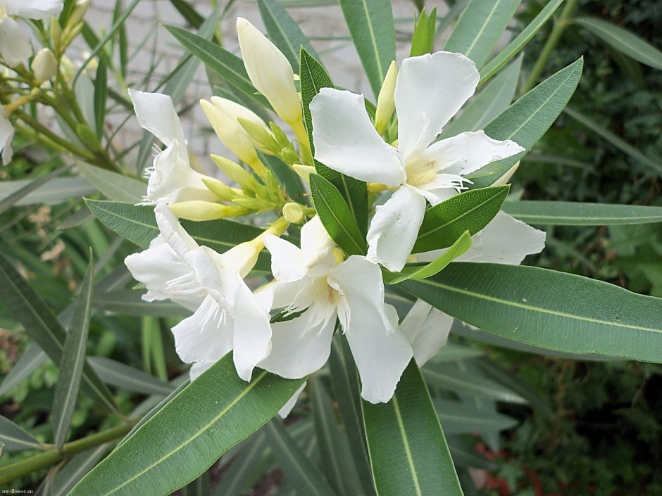 Белый Олеандр цветок