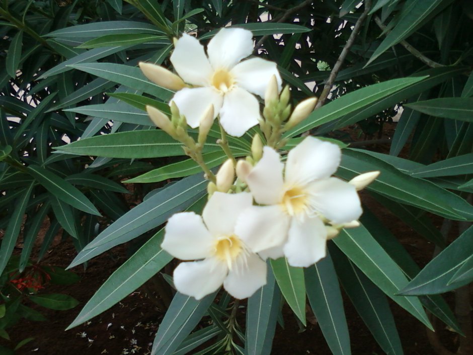 Белый Олеандр растение