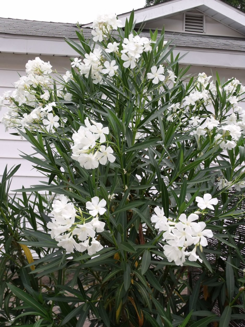 Олеандр белый цветок махровый саду