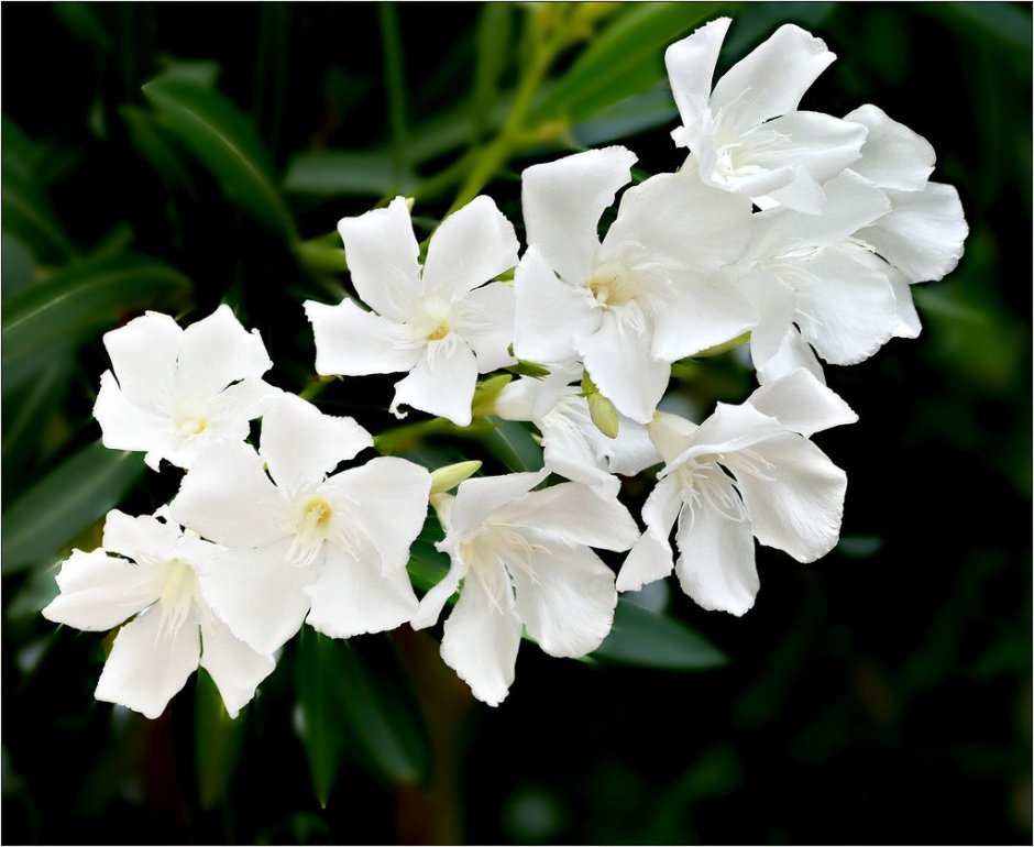 Белый олеандр цветок