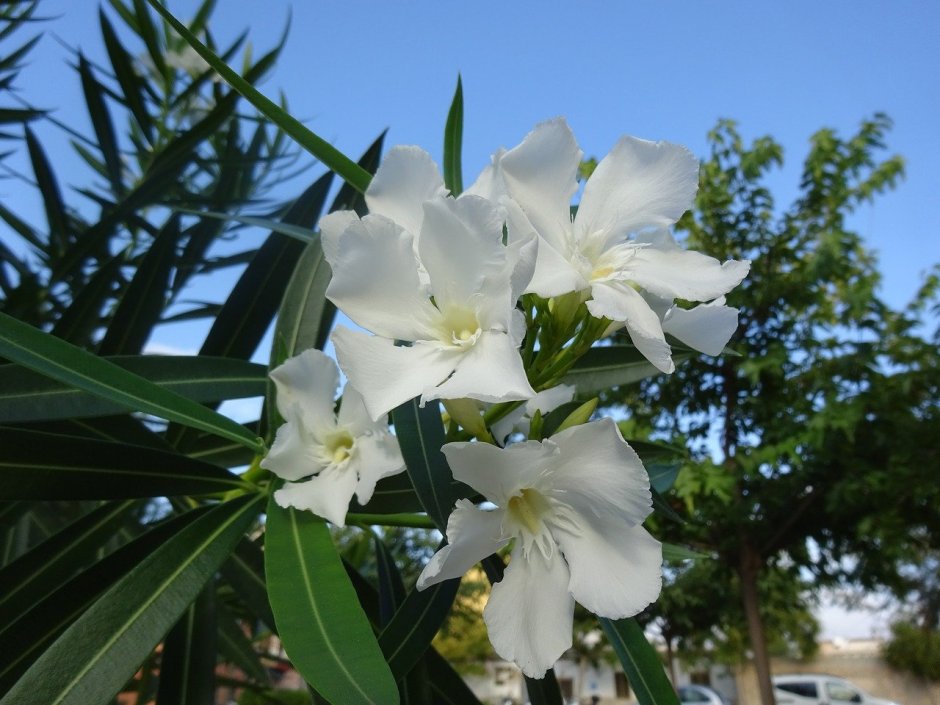 Белый Олеандр растение